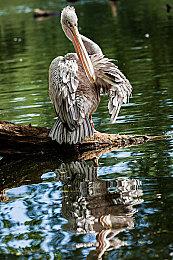 艺术家还原《铁拳8》新角色概念图 呼吁官方修改设计