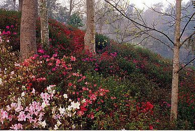 《宝可梦TCG Pocket》为涉嫌抄袭的卡牌更新插画